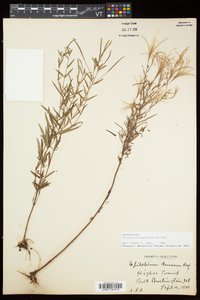 Epilobium leptophyllum image