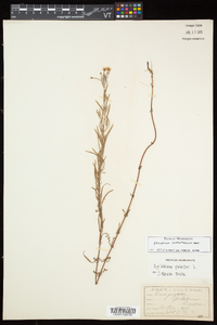 Epilobium leptophyllum image