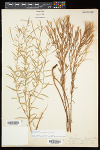 Epilobium leptophyllum image