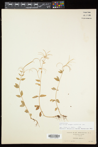 Epilobium anagallidifolium image