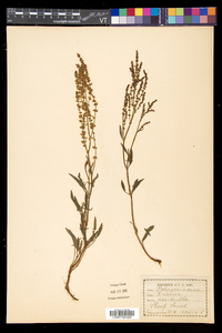 Rumex acetosella subsp. pyrenaicus image