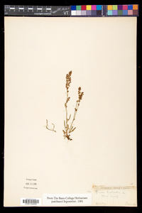 Rumex acetosella subsp. pyrenaicus image