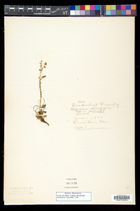 Rumex acetosella subsp. pyrenaicus image