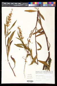 Rumex verticillatus image