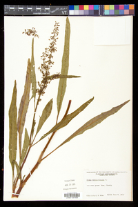 Rumex verticillatus image