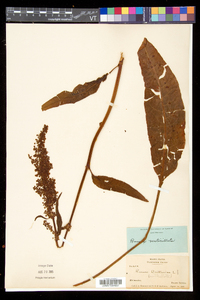 Rumex verticillatus image