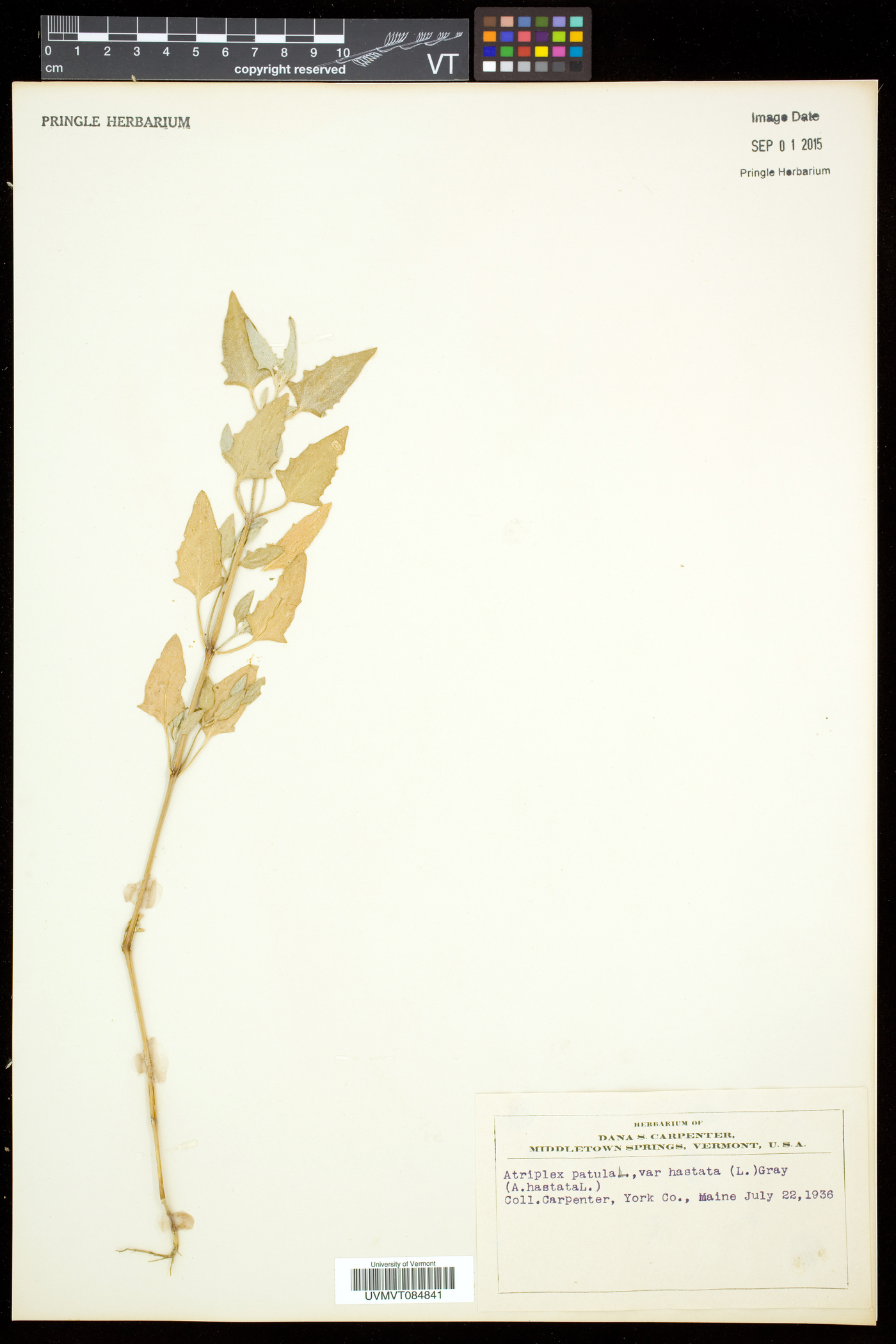 Atriplex prostrata image