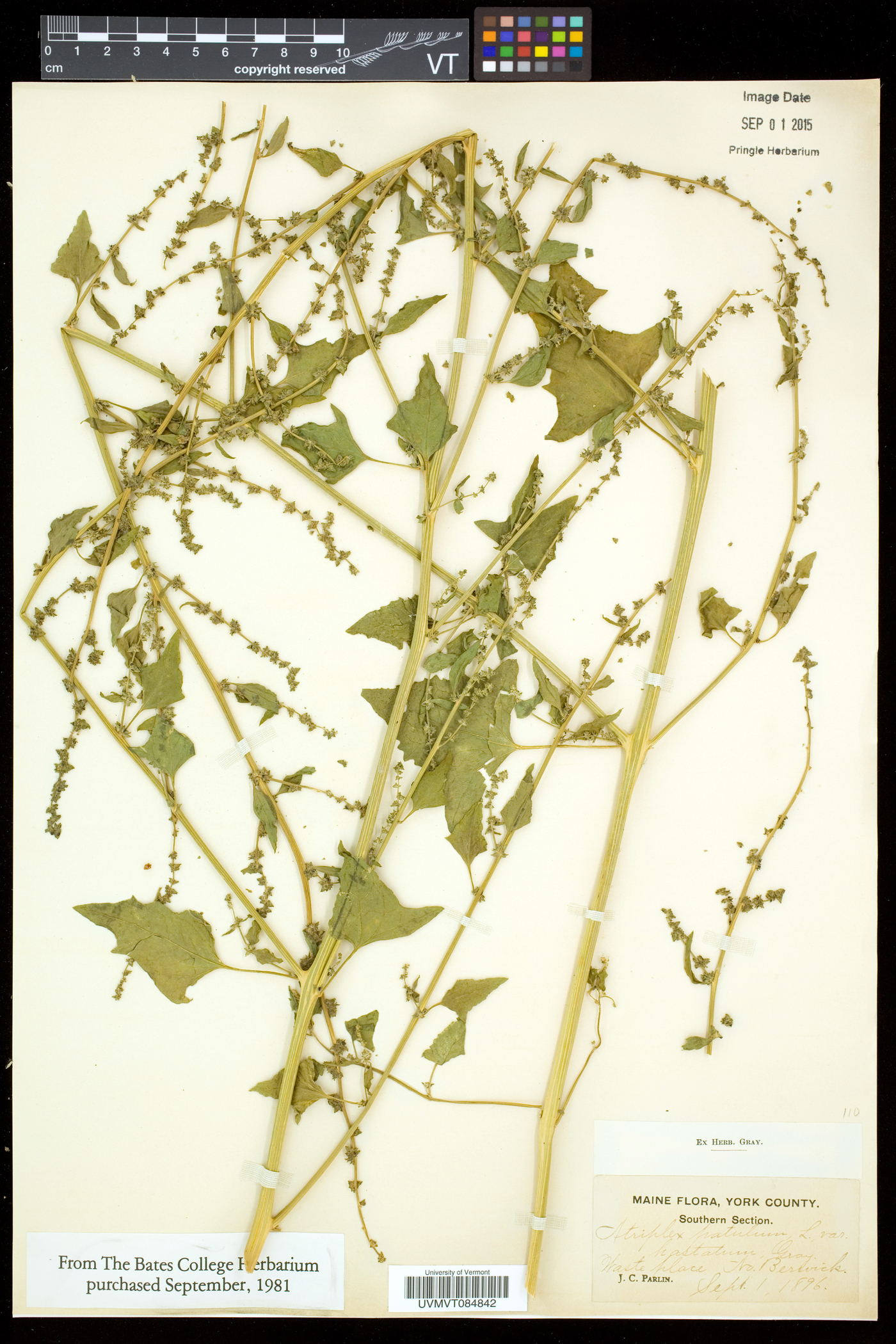 Atriplex prostrata image