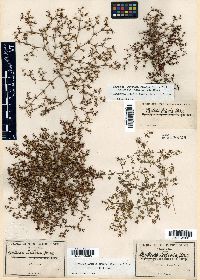 Goodmania luteola image