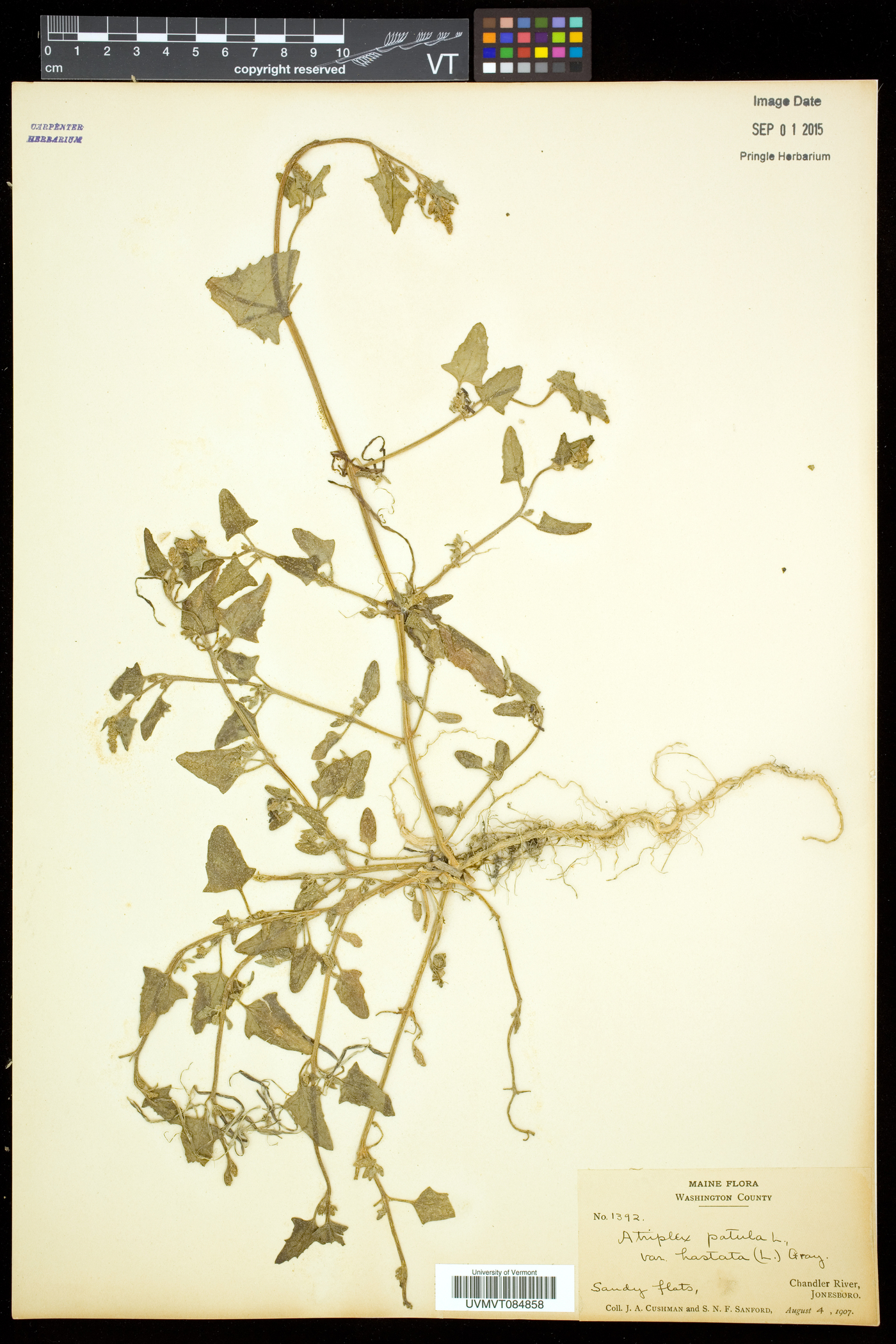 Atriplex prostrata image