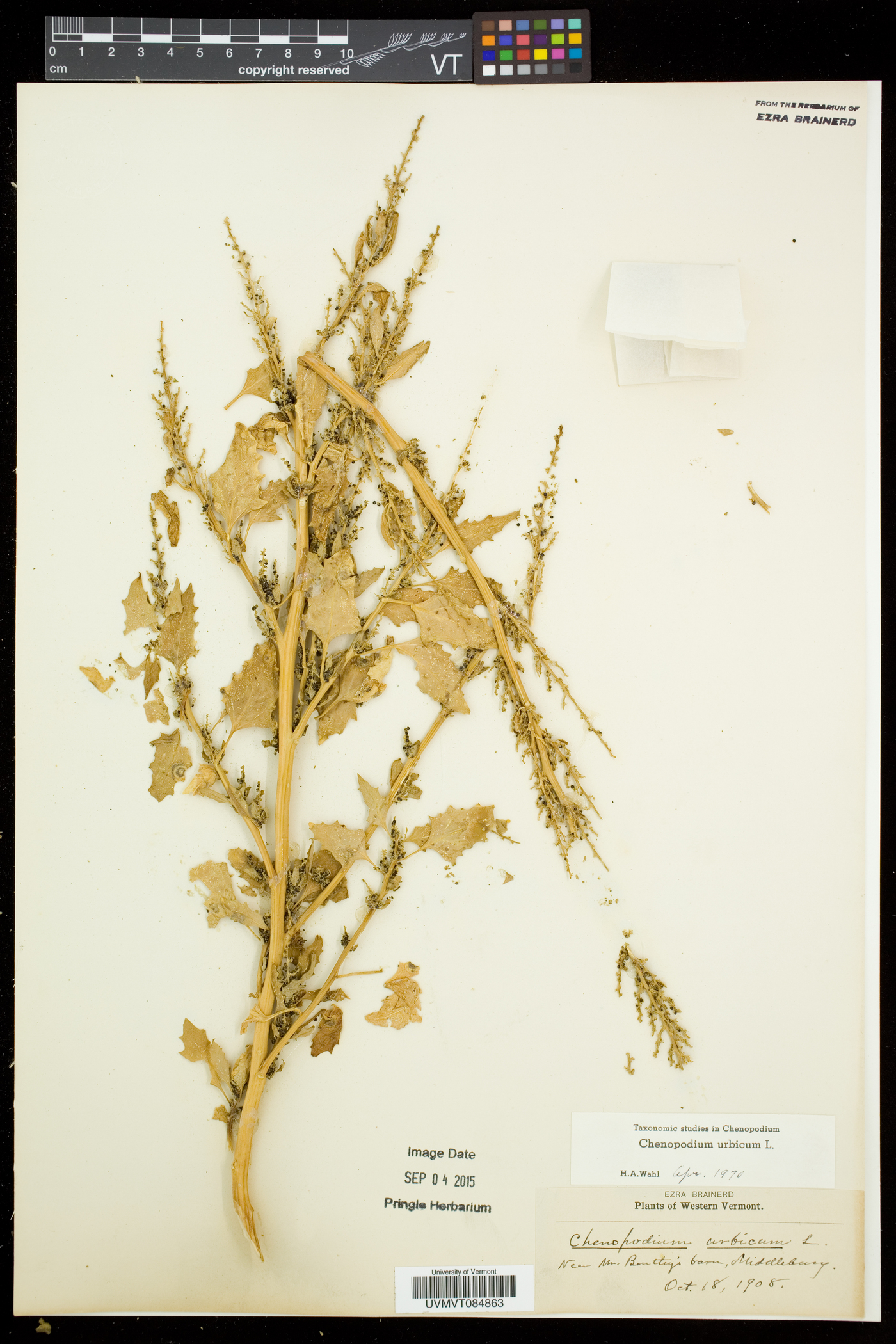 Oxybasis urbica image