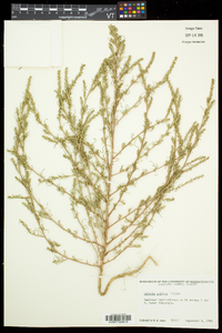 Salsola collina image