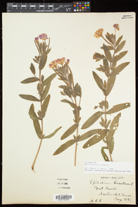 Epilobium hirsutum image