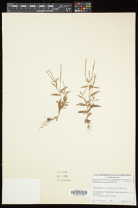 Epilobium hornemannii image