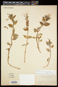 Epilobium hornemannii image