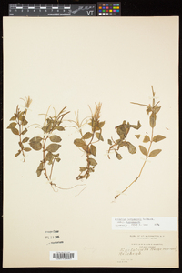 Epilobium hornemannii image