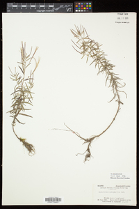 Epilobium leptophyllum image