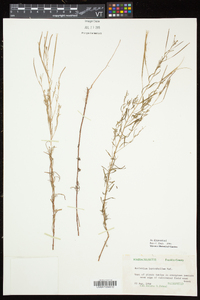 Epilobium leptophyllum image