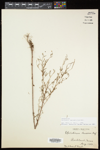 Epilobium leptophyllum image