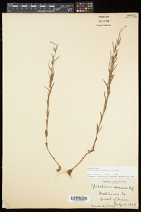 Epilobium leptophyllum image