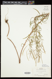 Epilobium leptophyllum image