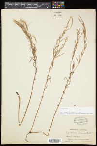 Epilobium leptophyllum image