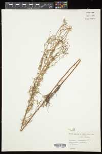 Epilobium leptophyllum image