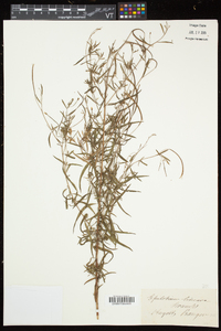 Epilobium palustre image