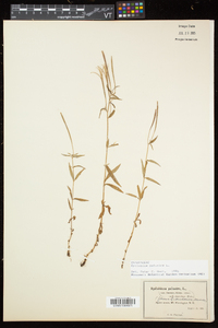 Epilobium palustre image