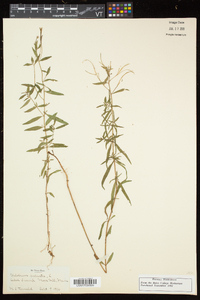 Epilobium palustre image