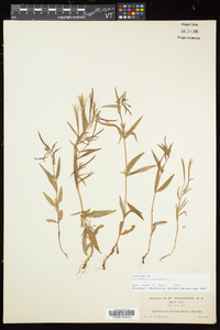 Epilobium palustre image