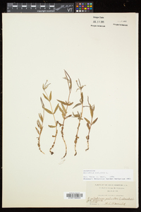 Epilobium palustre image