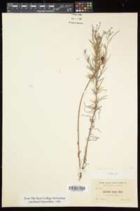 Epilobium palustre image