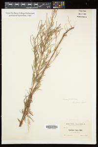 Epilobium palustre image