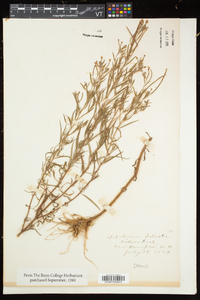 Epilobium palustre image