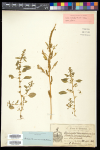 Amaranthus tuberculatus image