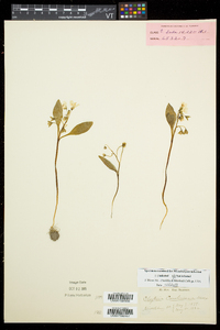 Claytonia caroliniana image