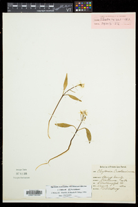 Claytonia caroliniana image