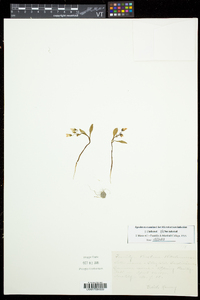 Claytonia caroliniana image