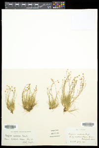Sagina nodosa subsp. nodosa image