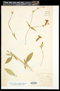 Silene latifolia image