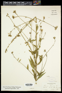 Oenothera gaura image