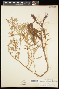 Ludwigia polycarpa image