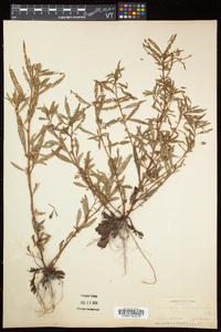 Ludwigia polycarpa image