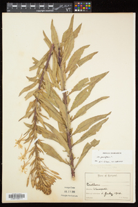 Oenothera parviflora image