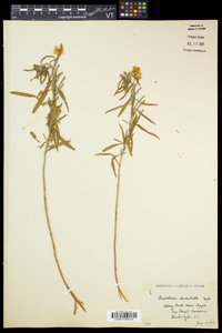 Oenothera serrulata image