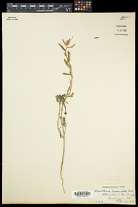 Oenothera serrulata image