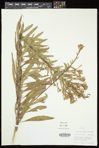 Oenothera parviflora image