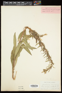 Oenothera parviflora image