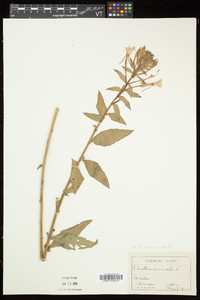 Oenothera parviflora image